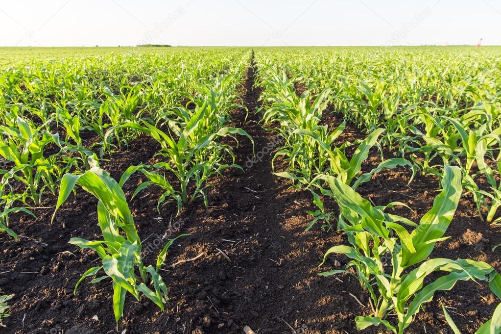  corn field in spring