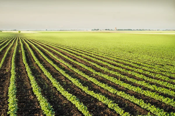 Soja veld rijen — Stockfoto