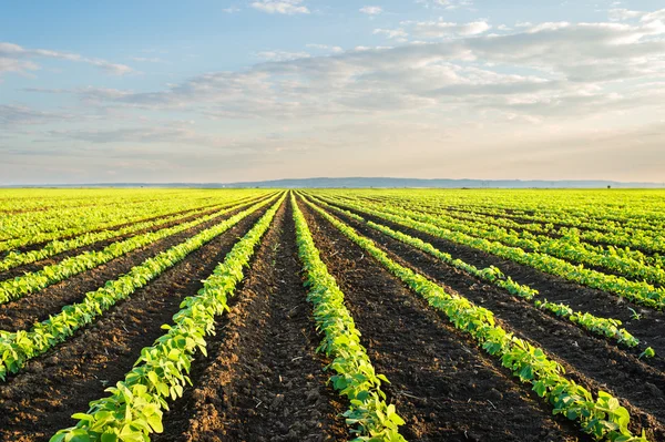Soybean Field Rows — Stock Photo, Image