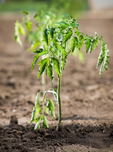 Tomato seedling in greenhouse — Stock Photo, Image