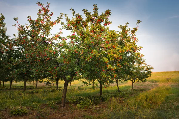 Cerezas en el árbol del huerto — Foto de Stock