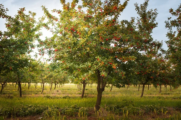 Wiśnie i czereśnie w sadzie drzewo — Zdjęcie stockowe