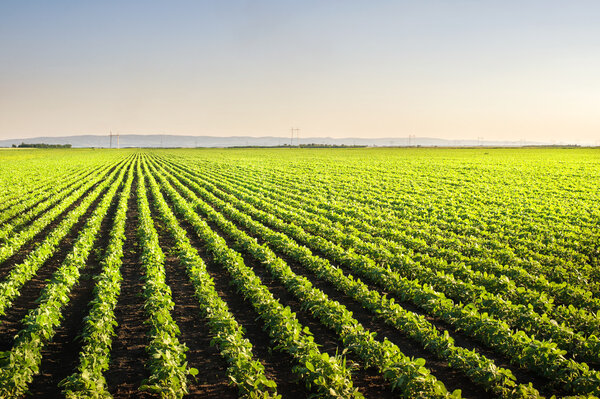 Soybean Field Rows 