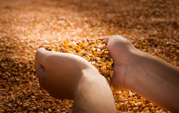 Manos con maíz de grano —  Fotos de Stock