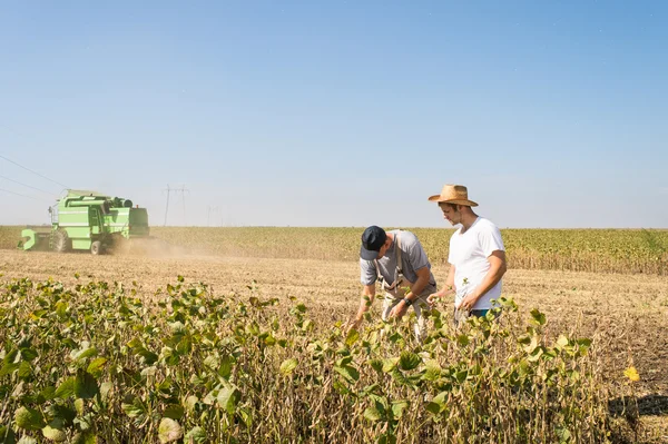 Boeren in soja velden — Stockfoto