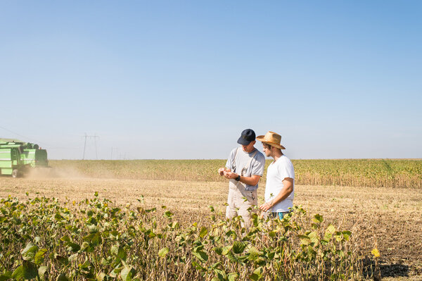 farmers in soybean fields