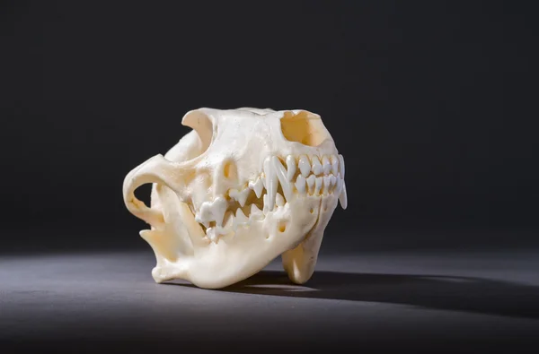 Isolated red fox skull — Stock Photo, Image