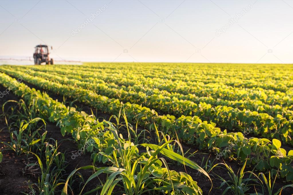 Tractor spraying soybean field 