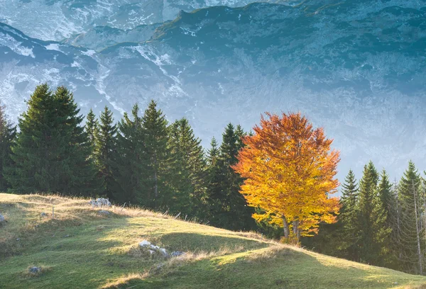 Paisagem nas montanhas — Fotografia de Stock