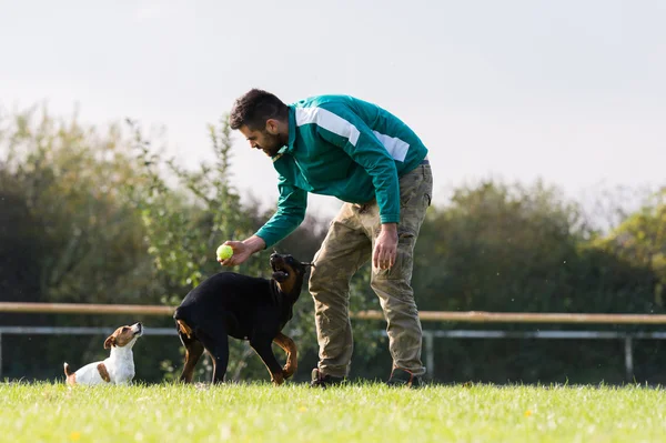 Dobermany Pinscher w szkolenia — Zdjęcie stockowe