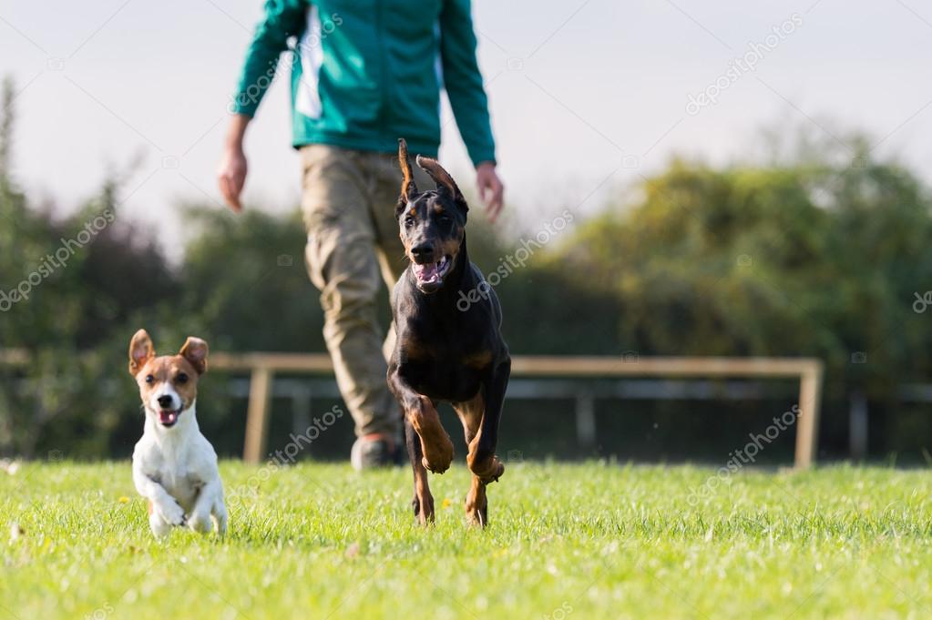 Doberman Pinscher in training