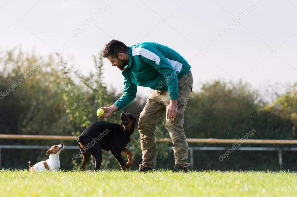 Doberman Pinscher in training