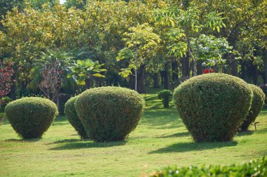 Yeşil dekoratif park
