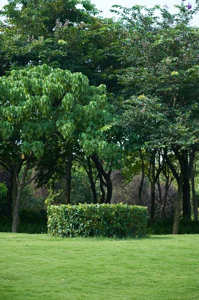 Parque decorativo verde — Foto de Stock