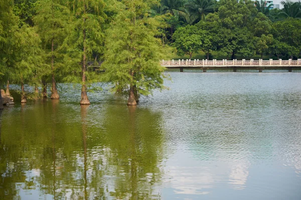 Parque decorativo verde — Foto de Stock