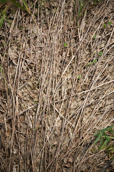 Dry stems and grass — Stock Photo, Image