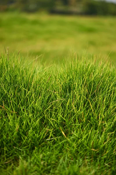Świeża trawa zielony łąka. — Zdjęcie stockowe