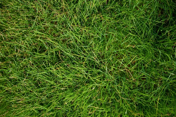 Świeża trawa zielony łąka. — Zdjęcie stockowe