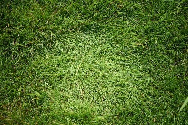 Tło z zielonej trawie — Zdjęcie stockowe