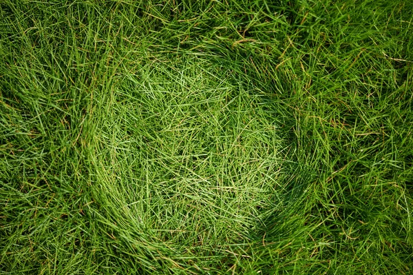 Fundo de uma grama verde — Fotografia de Stock