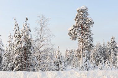 Kış dönemi ve güneşli bir gün