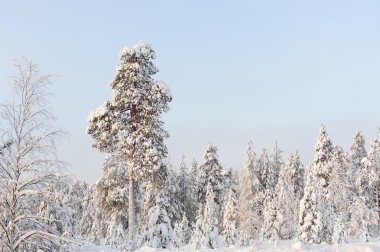 Kış dönemi ve güneşli bir gün
