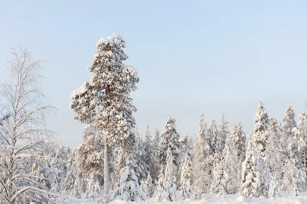 Winterperiode en zonnige dag — Stockfoto