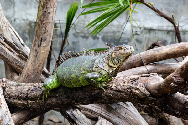 Hayvanat Bahçesindeki Bir Ağaç Dalında Yatan Yeşil Iguana Amerikan Iguanası — Stok fotoğraf