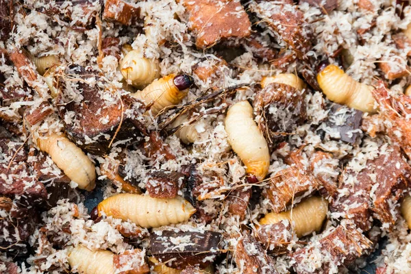 Edible Insect Farming Palm Weevil Sago Larvae Farming Food Agriculture — Stock Photo, Image