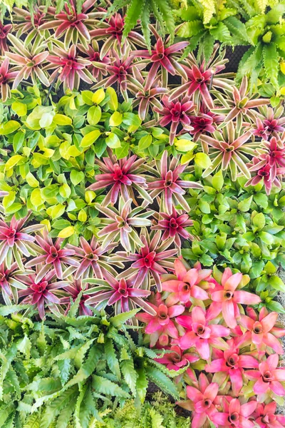 Jardín Vertical Con Varias Plantas Tropicales Flores Que Crecen Patrón — Foto de Stock