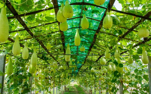 Melón de invierno — Foto de Stock