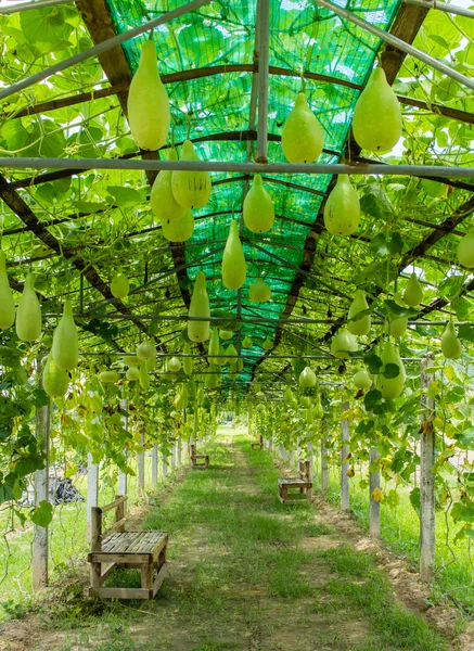 Melón de invierno — Foto de Stock