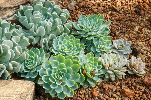 Cactus — Stockfoto