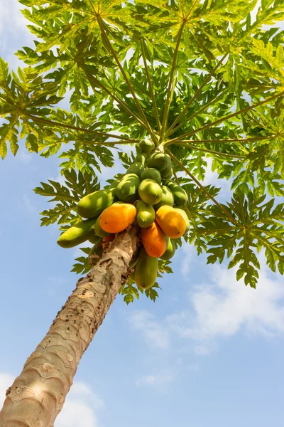 Papayabaum. — Stockfoto