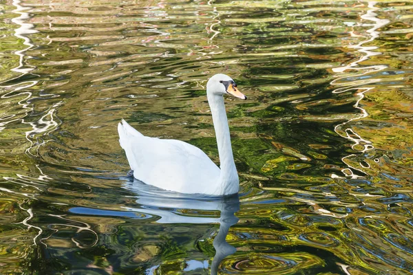 Schöner Schwan. — Stockfoto