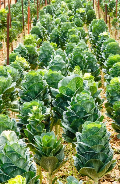 Bio-Zierkohl. — Stockfoto