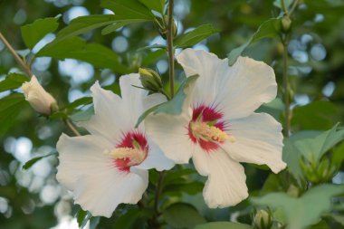 Hibiscus Suriye veya Çin gülü, Malvaceae ailesinin çiçekleri. T. Çiçekli çalılar ve çiçek çiçekleri..