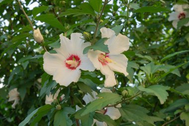 Hibiscus Suriye veya Çin gülü, Malvaceae ailesinin çiçekleri. T. Çiçekli çalılar ve çiçek çiçekleri..