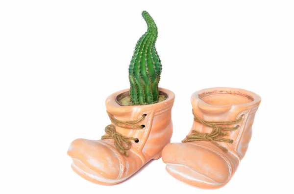 Cactus geplant in de bloempot die eruit als boot ziet — Stockfoto