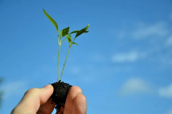 Dos diminutas plantas verdes de pimienta en la mano, cielo azul en el fondo — Foto de Stock