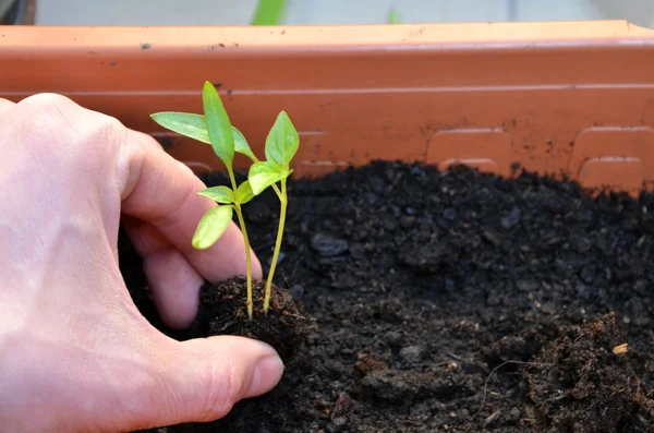 Plantation de deux petites plantes vertes de poivre dans un pot de fleurs sur le balcon — Photo