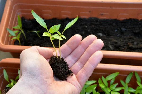 Två små plantorna peppar i öppen hand redo för betänkande, närbild — Stockfoto