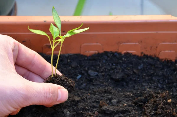 Plantering av två gröna små växter i paprikan i blomkruka på balkong — Stockfoto