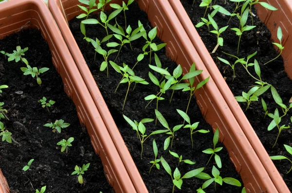 Sämlinge von Tomaten und Paprika in Plastiktöpfe gepflanzt — Stockfoto