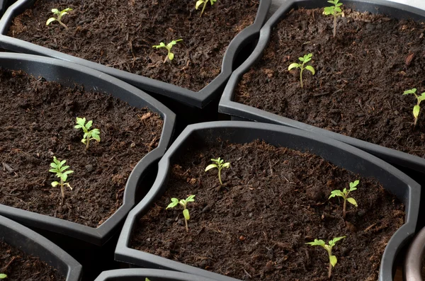 Nära Visa på liten tomat plantor planterade i blomkrukor — Stockfoto