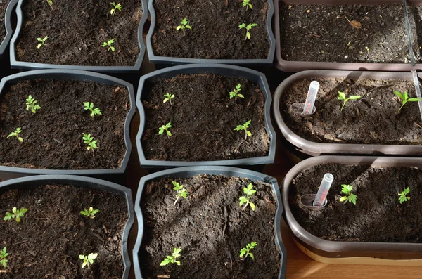 Kleine Tomaten-, Paprika- und Lavanderpflanzen in Blumentöpfen — Stockfoto