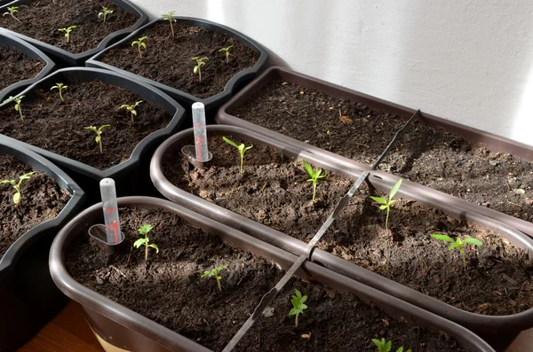Kleine Tomaten-, Paprika- und Lavanderpflanzen in Blumentöpfen — Stockfoto