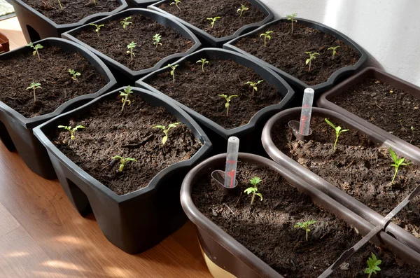 Paprika och tomat plantor i krukor på Plant golv, närbild — Stockfoto