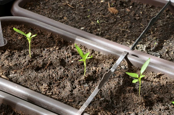 Tres plántulas de pimienta plantadas en maceta a la luz del sol — Foto de Stock