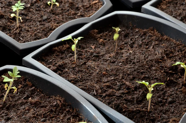 Крупним планом на крихітних саджанцях помідорів, посаджених у квіткових горщиках — стокове фото